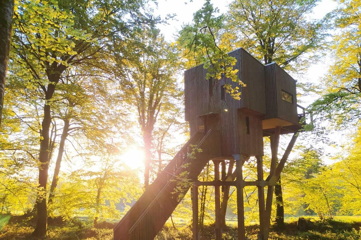 A treehouse with a wooden staircase, surrounded by trees and sunlight.