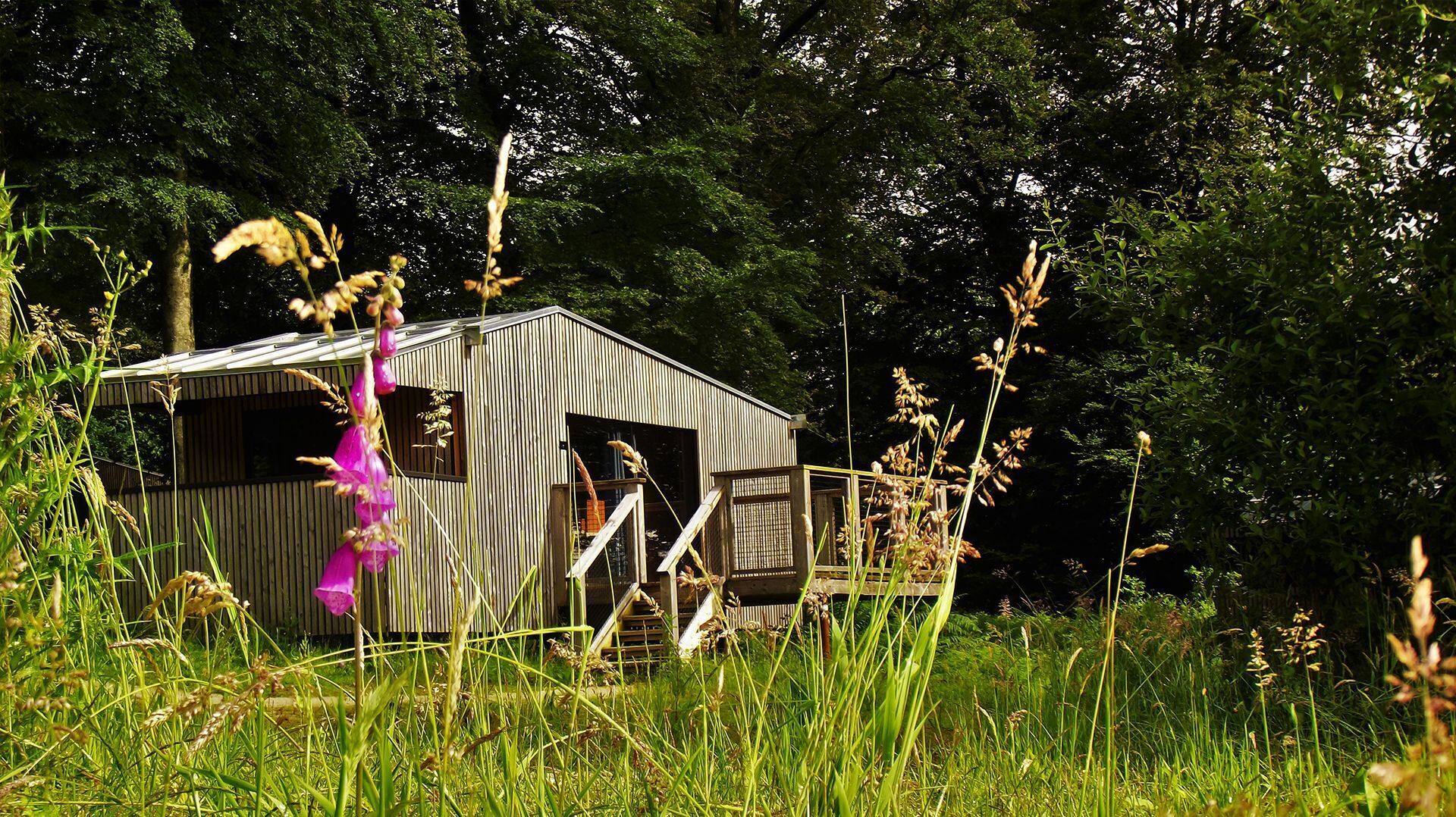 Une construction rustique en bois, dotée d’un toit en pente, entourée d’herbes hautes et de fleurs sauvages.