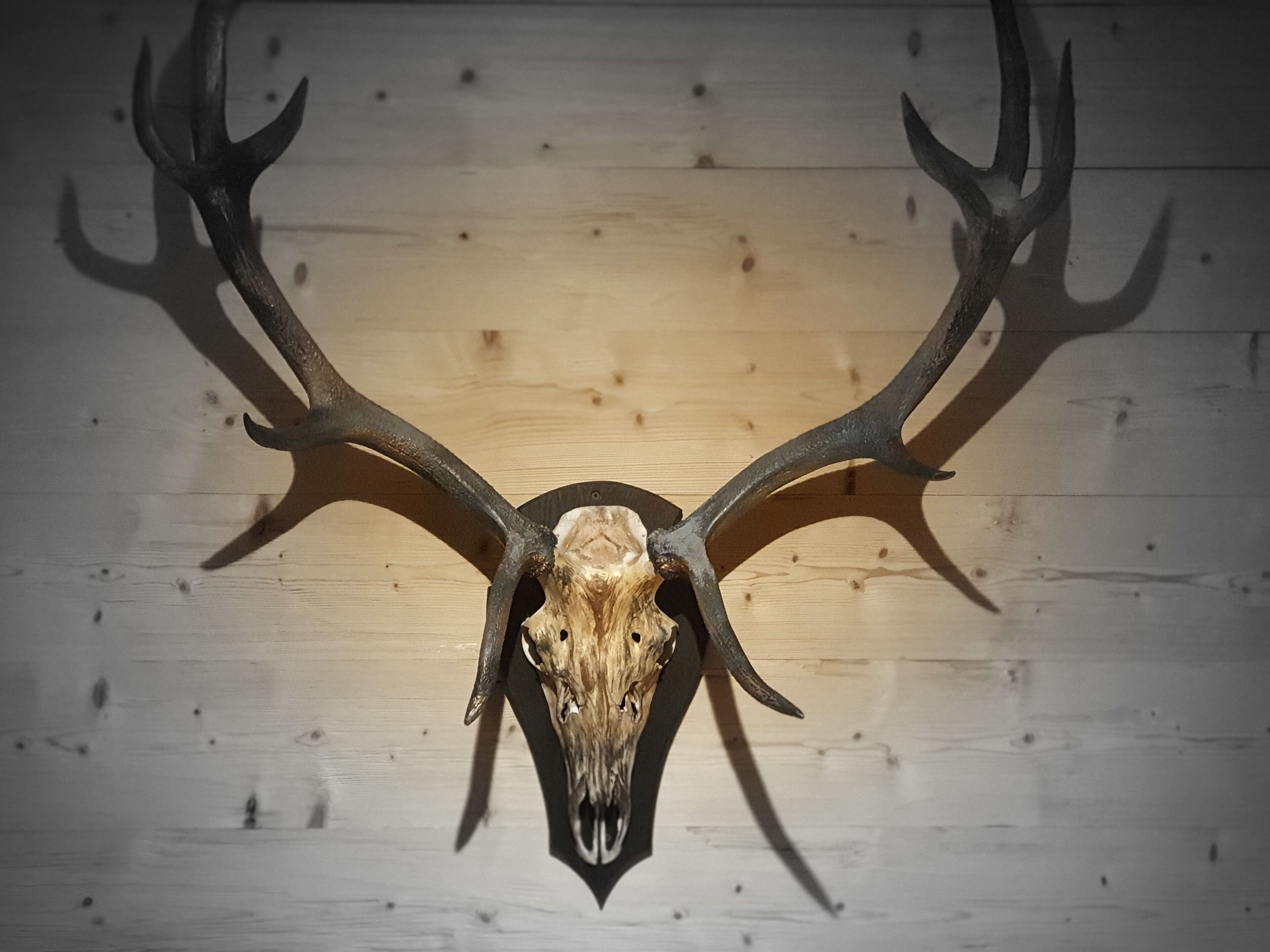 A mounted deer skull with antlers against a wooden background.