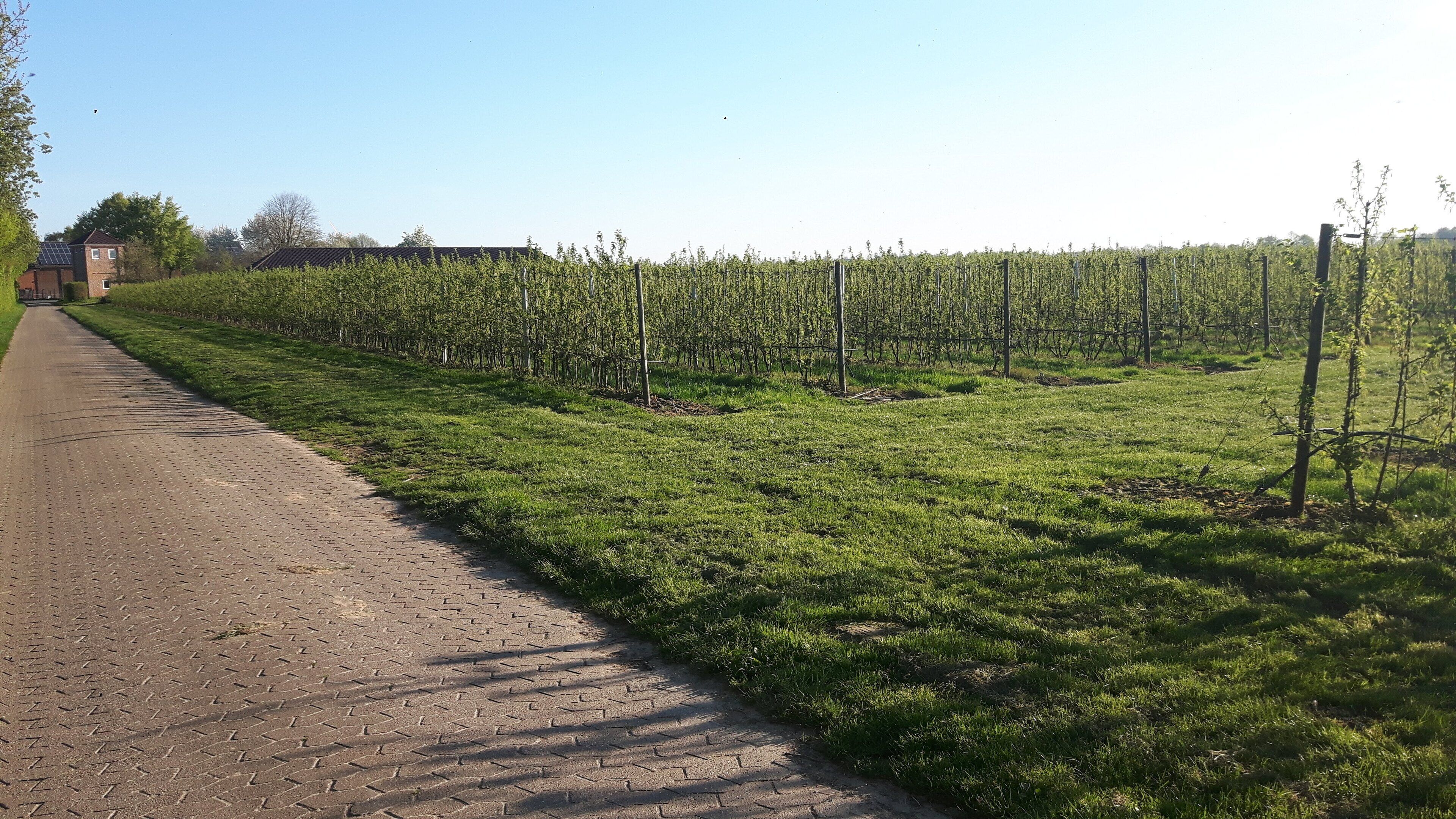 Un chemin pavé longe un vignoble où s’étendent des rangées de vignes.