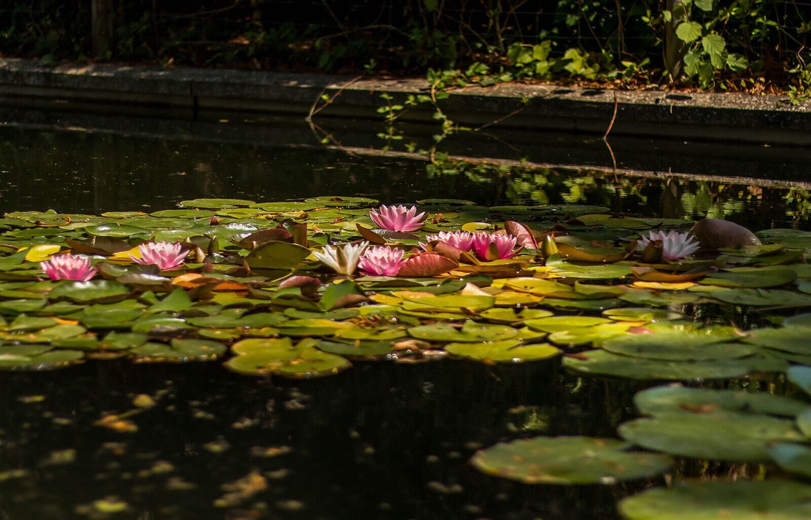 A pond with water lilies and lotus leaves.