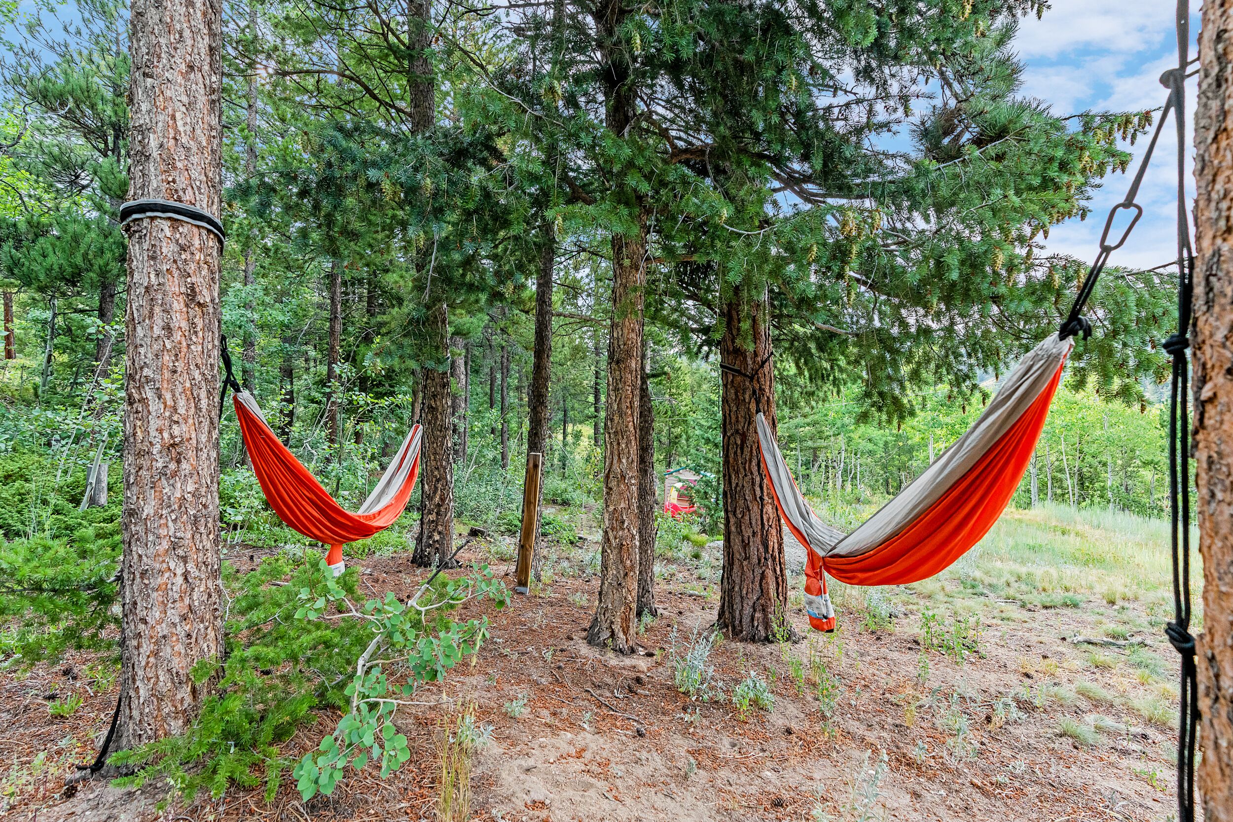 A hammock suspended between two trees in a forested area.