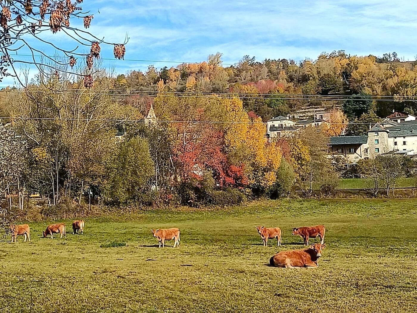 Paisaje rural con vacas pastando, una iglesia y un edificio blanco con muro de piedra.