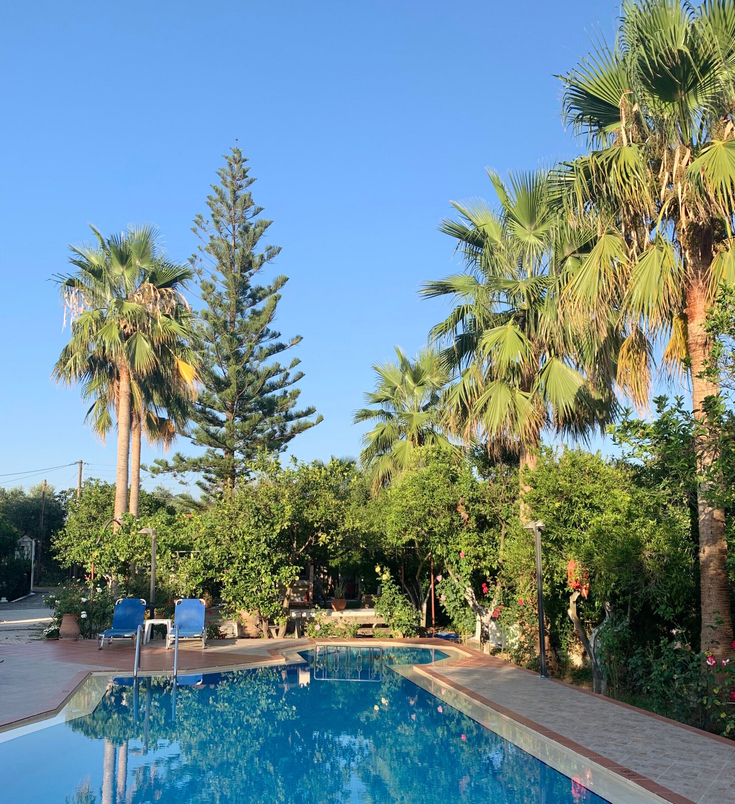 A swimming pool surrounded by palm trees and other greenery, with lounge chairs and a clear blue sky.