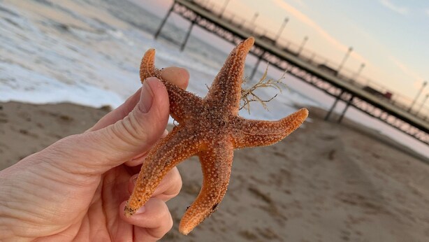En hand håller en sjöstjärna på en strand, med en brygga i bakgrunden.