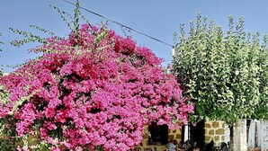 En byggnad med en fasad av sten, ett utomhusområde med bord och stolar i trä, och ett stort blommande träd med rosa blommor.