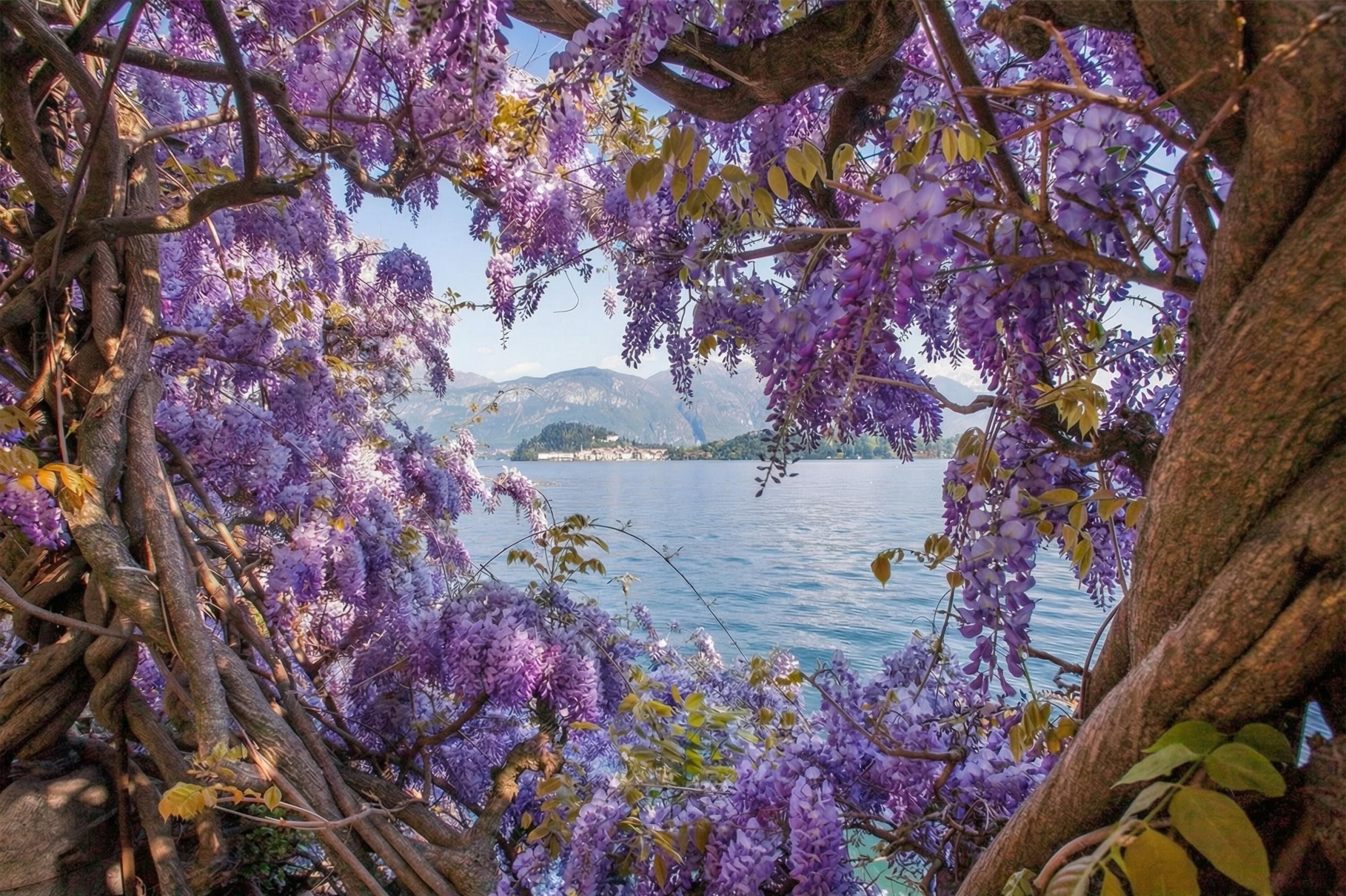 A wisteria-covered tree framing a lake view.