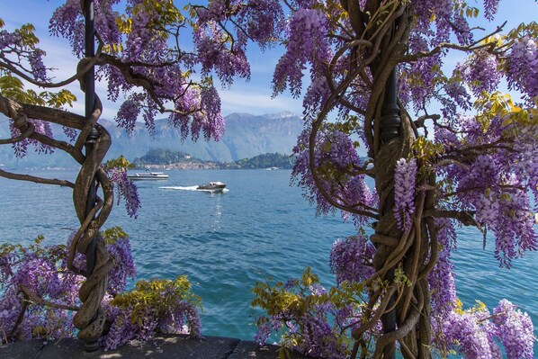 A lake with purple wisteria trees and boats.