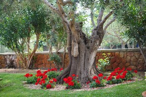 Un grand arbre à l’écorce épaisse et aux branches robustes, entouré d’un mur de pierres et d’une pelouse parsemée de fleurs rouges.