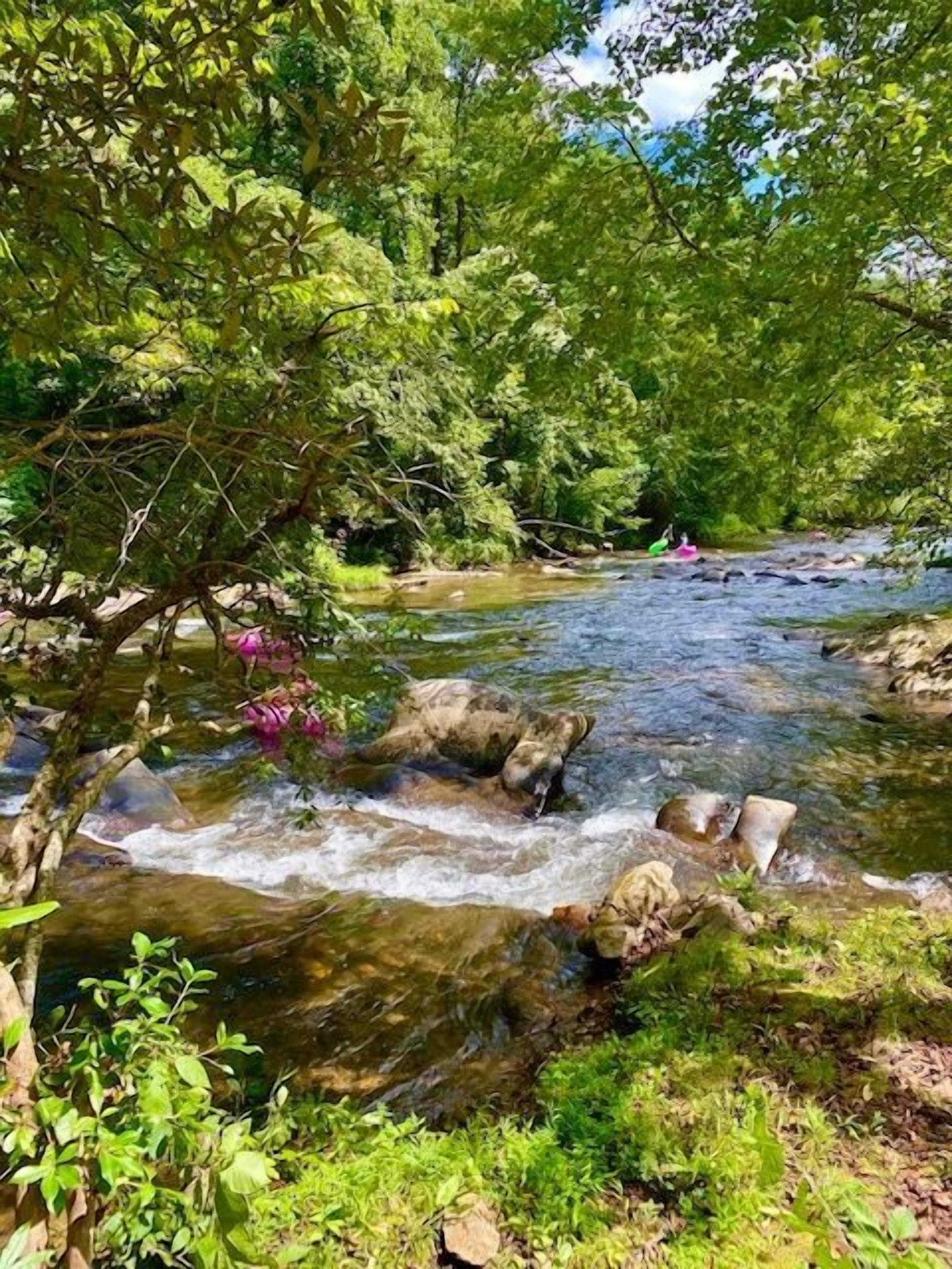 A river flowing through a forested area with rocks and greenery.