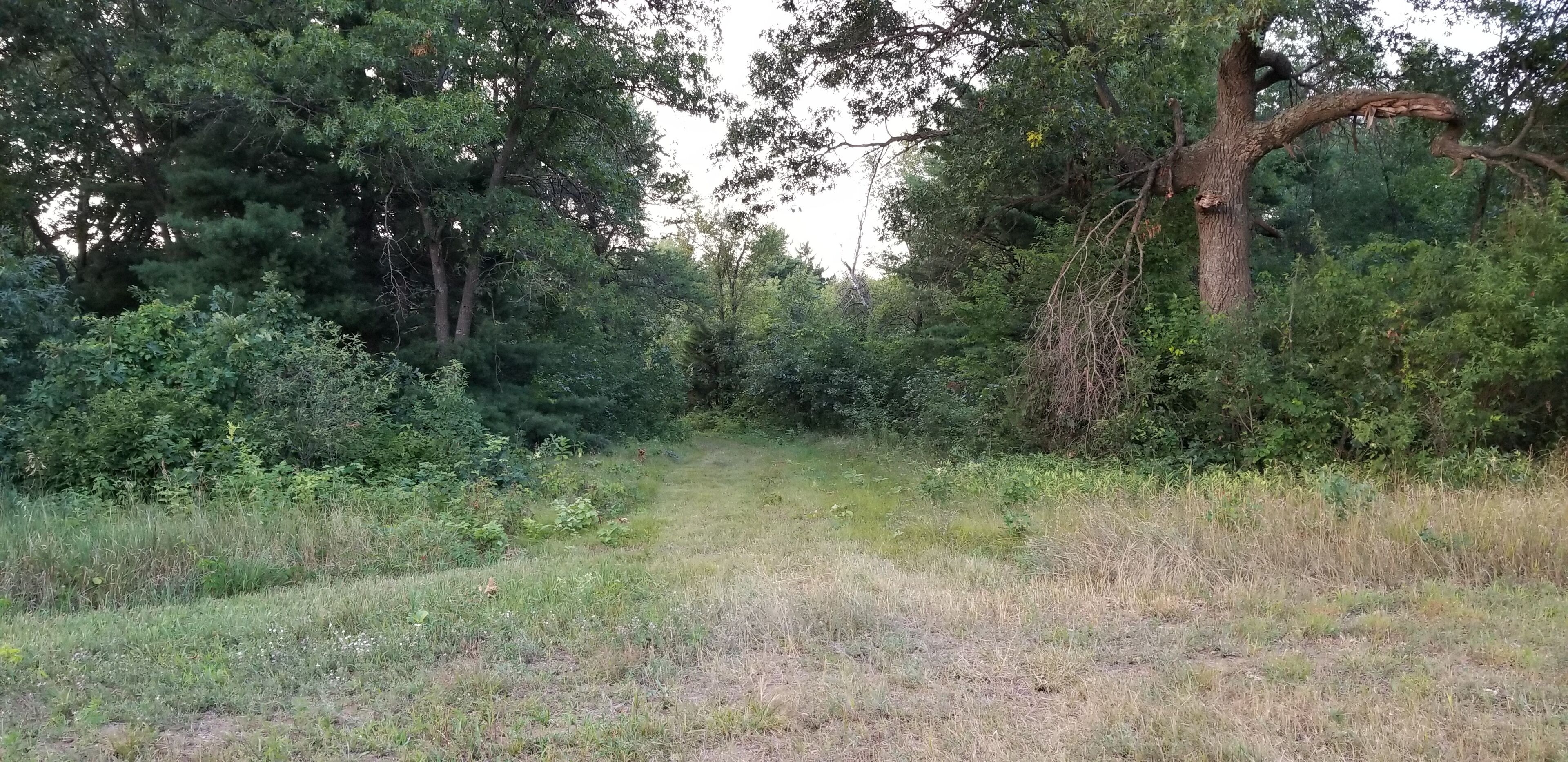 A natural landscape with a dirt path leading through dense greenery and trees.