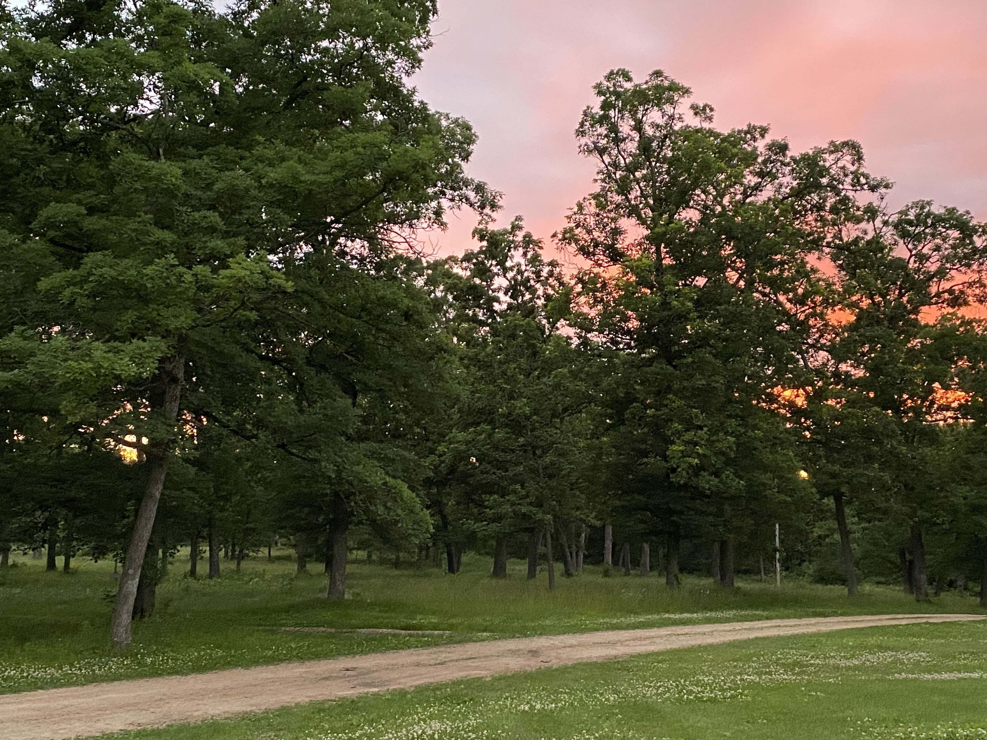 A dirt path through a wooded area with trees and grass.