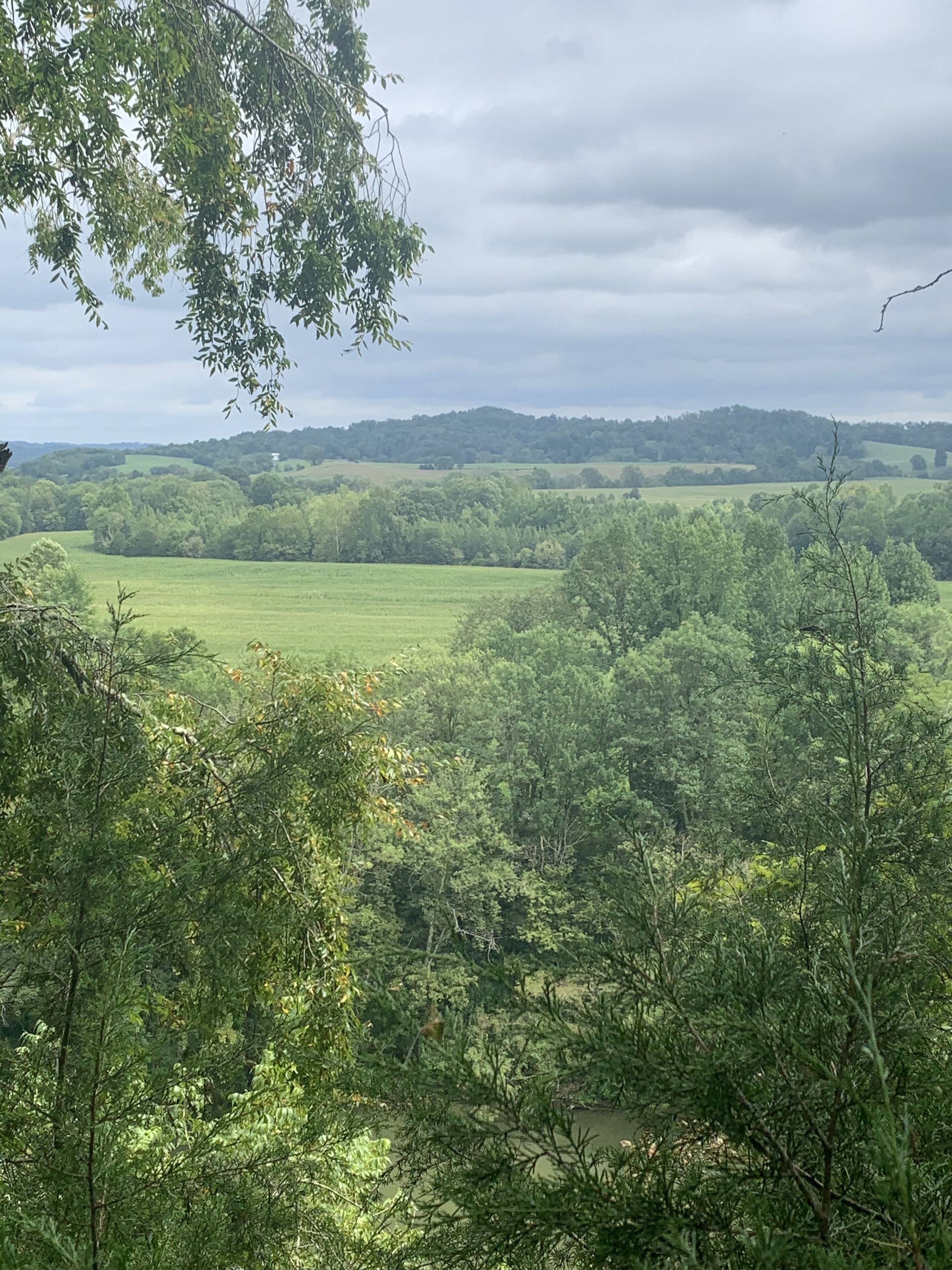 A lush green landscape with dense trees and a distant hill.