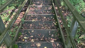 A wooden staircase leading uphill with railings on both sides, surrounded by trees and fallen leaves. - Enjoy the River Breeze (Tompkinsville)