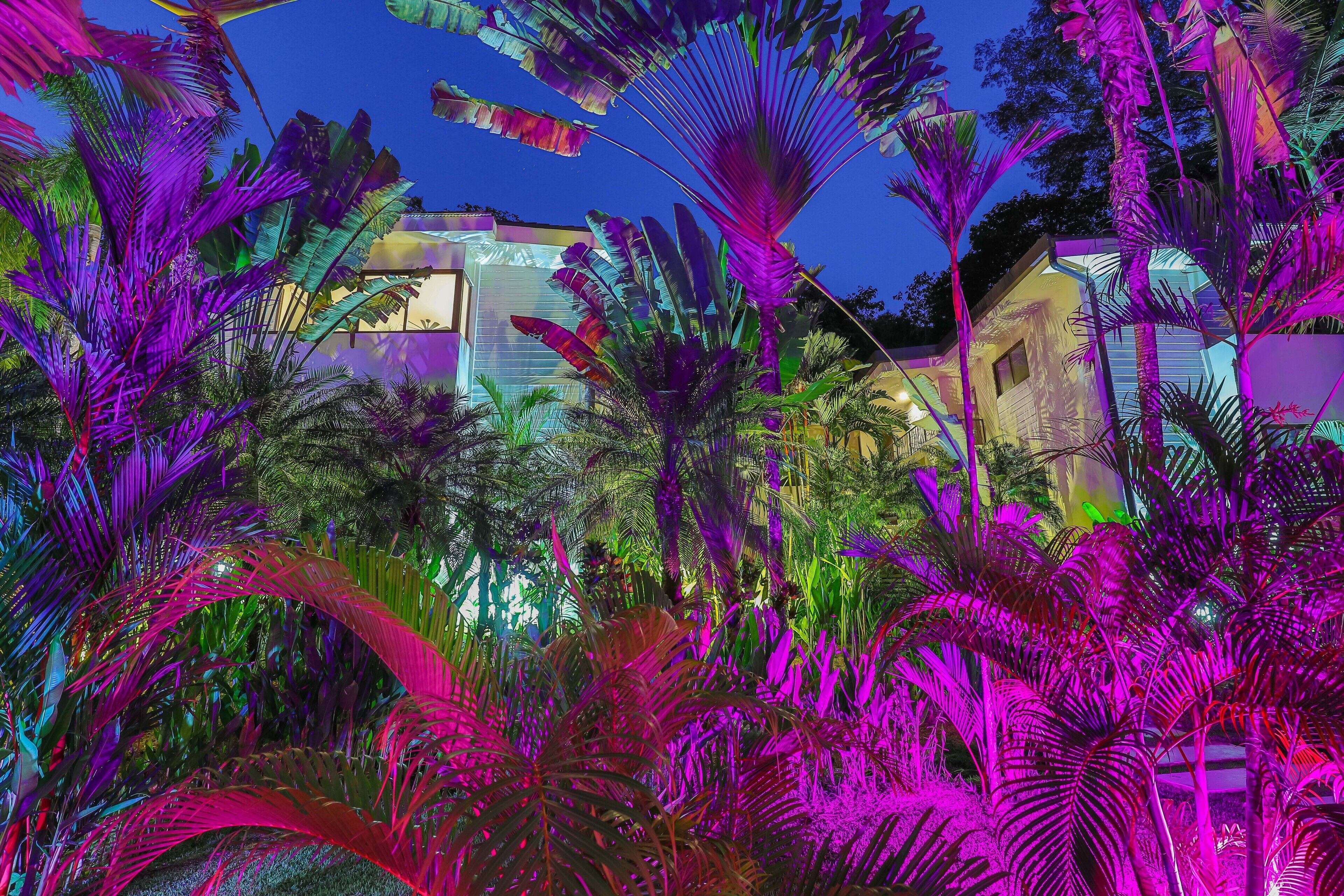 Ein tropischer Garten mit großen Palmen und einem Haus mit Glasfassade.