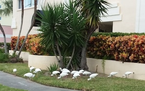Guests can enjoy a serene outdoor space with a beautifully landscaped garden and a modern building in the background.