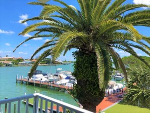 A palm tree in a marina with boats docked nearby. - WaterView, Studio #20, Family Friendly, Close to Beach (Clearwater Beach)