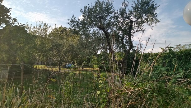 Un jardín con diversos árboles y plantas, una cerca y un cielo despejado.