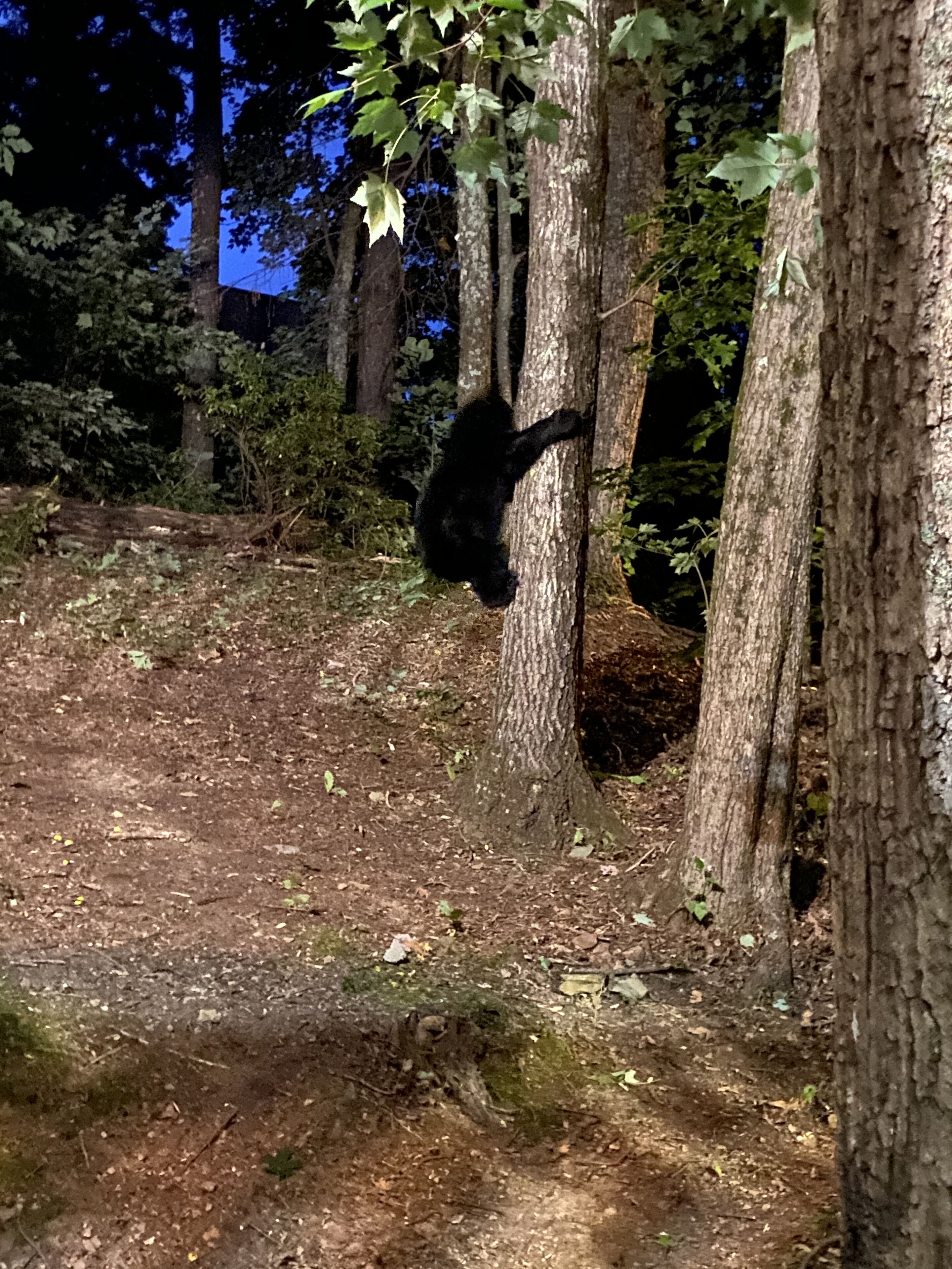 Une scène de forêt où l’on voit un ours noir grimper à un arbre.
