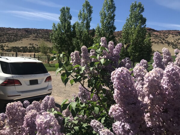 Explore the serene countryside in a tranquil setting surrounded by lush greenery and vibrant lilac flowers.