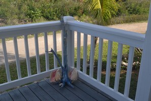 A wooden deck with white railings, a decorative shell, and a blue piece of driftwood. - Beautiful verandah style house just one minute from the ocean, (Clarence Town)