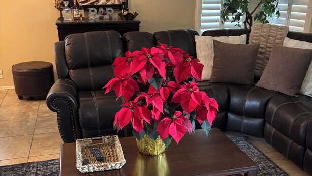 Ein Wohnzimmer mit einem dunkelbraunen Ledersofa, einem Couchtisch mit einer Vase voller Weihnachtsstern und einem gerahmten Bild an der Wand, sowie einer Topfpflanze.
