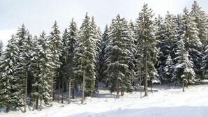 A snowy landscape with evergreen trees.