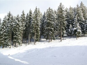 A snowy landscape with evergreen trees.
