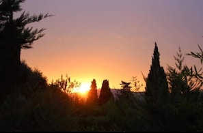 Ein Sonnenuntergang mit Baumkanten und blauem Himmel.