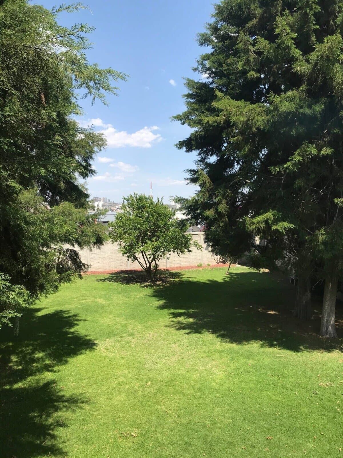 Une zone herbeuse avec des arbres et une vue lointaine sur des bâtiments.