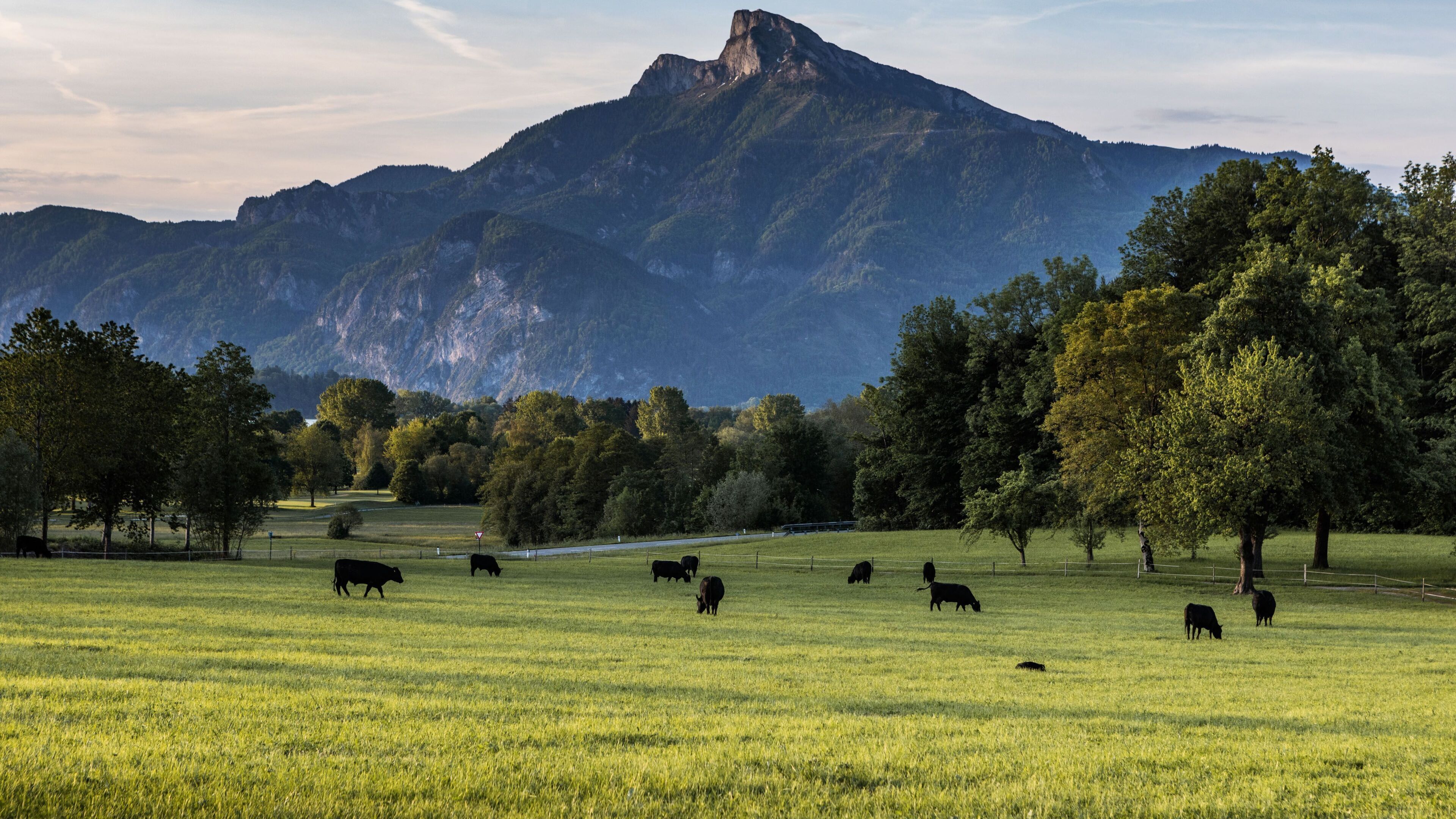 Ländliche Landschaft mit Weidevieh, Bäumen und einem Berg im Hintergrund.
