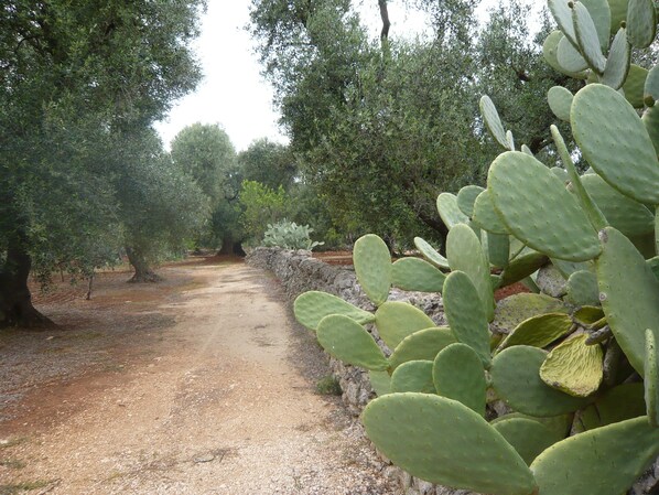 Property grounds - Villa Conte in Salento for rent (Francavilla Fontana)