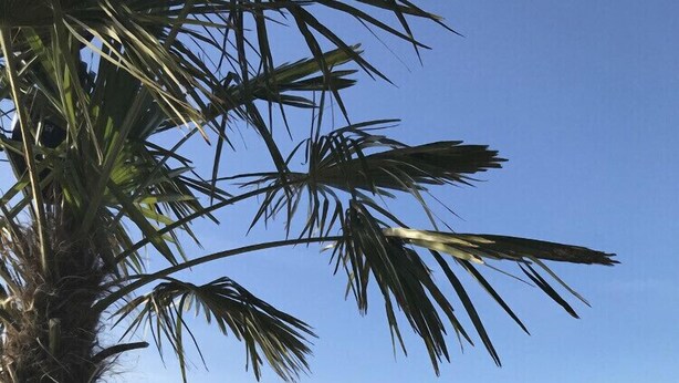 A beachside view with a palm tree, a wooden deck with benches, and a calm body of water. - Luxus Ferienwohnung für 6 P. mit Sauna & Holzofen - am Wasser und in Strandnähe (Geeste)