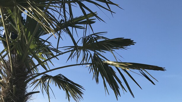 A waterfront view with a palm tree, benches, and a rope barrier.