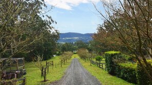 A rural road flanked by trees and fences, leading to a distant view of hills.