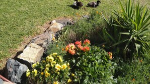 A grassy field with a few ducks, a stone pathway, and flowering plants.