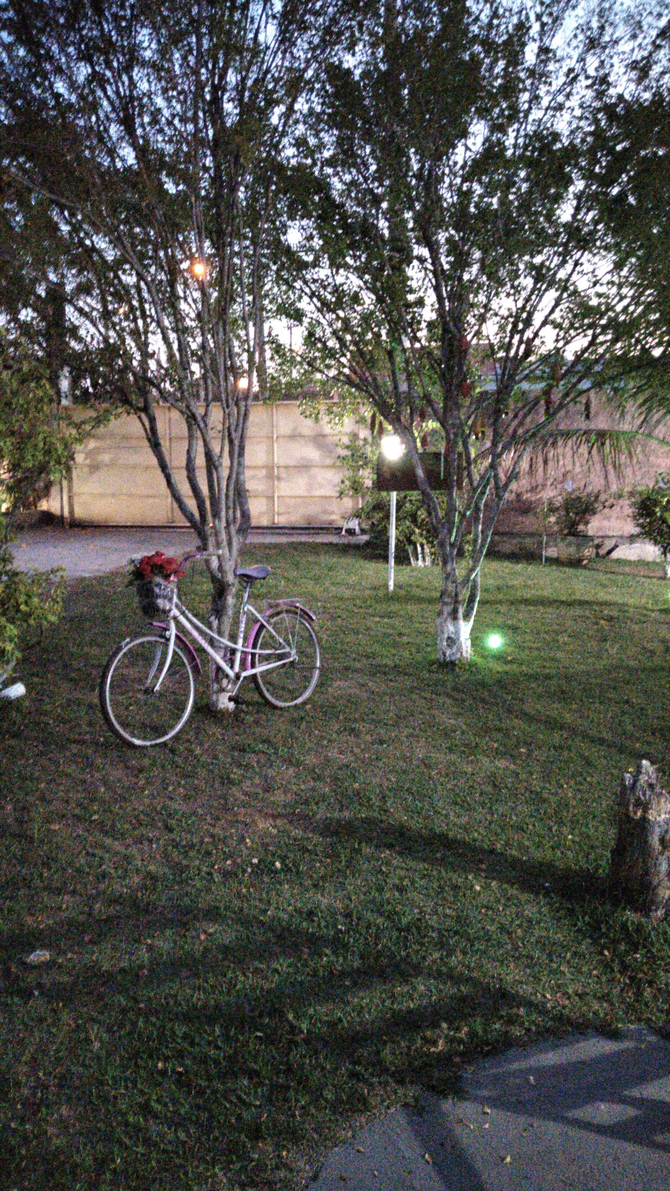 Ein Fahrrad steht auf einer grünen Rasenfläche, im Hintergrund Bäume und ein Zaun.