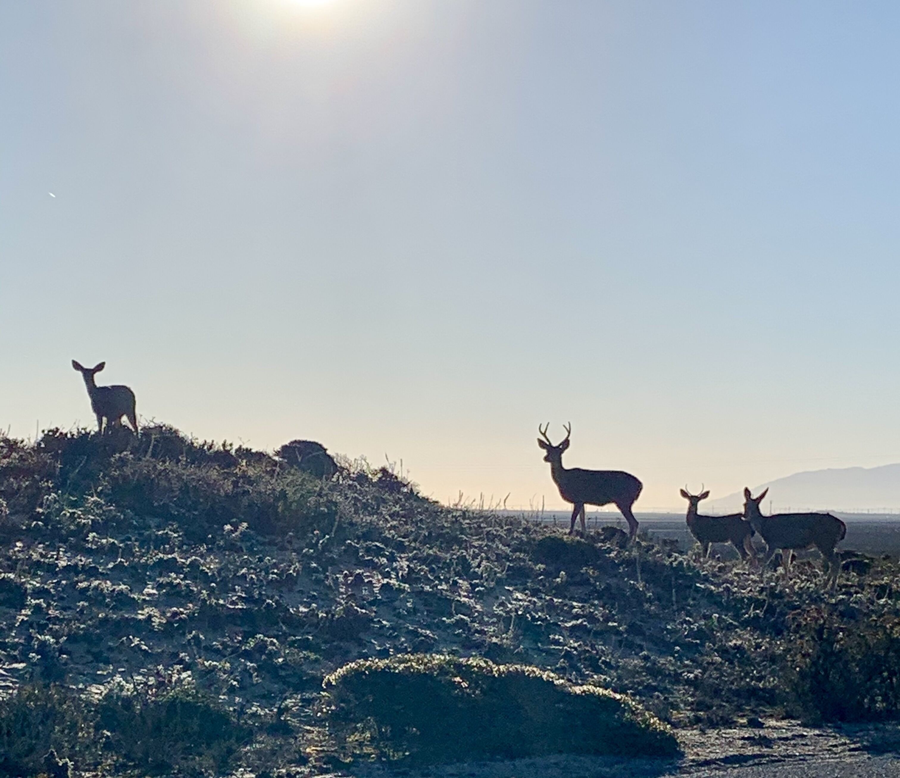 A group of deer on a grassy hill with a clear sky.