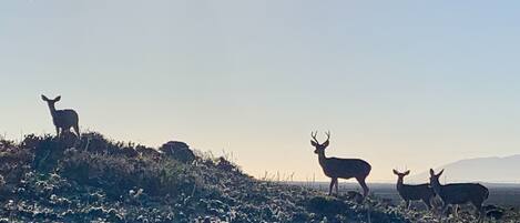 A group of deer on a grassy hill with a clear sky.