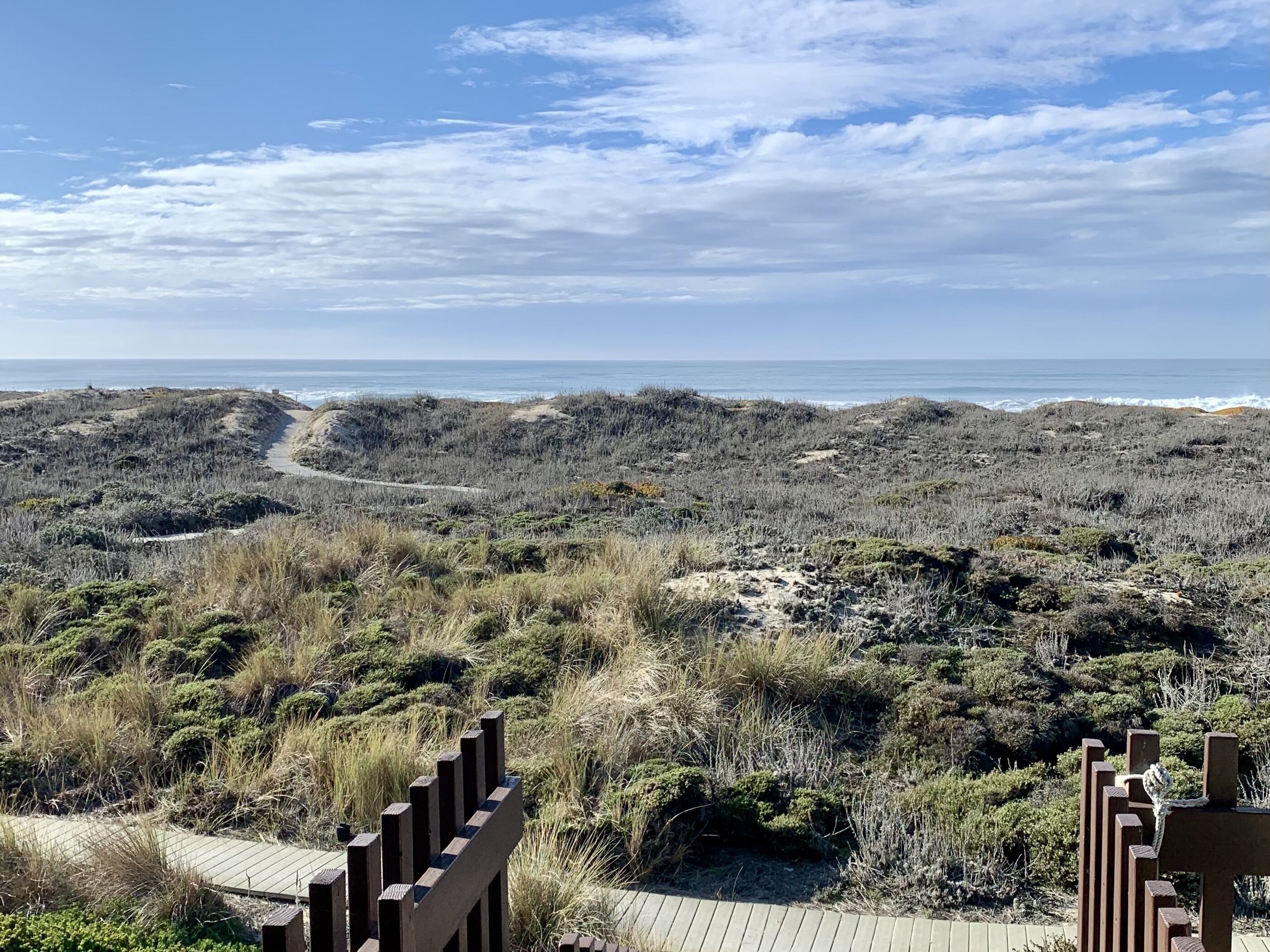 A coastal landscape with a sandy path leading to the beach, surrounded by dense shrubbery.