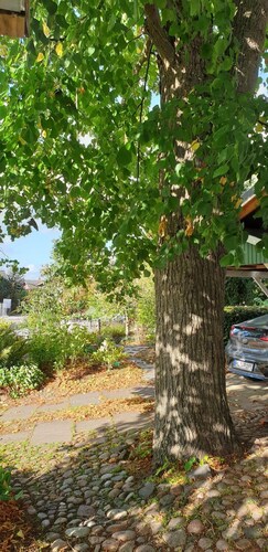 Ferienwohnung Ulinde