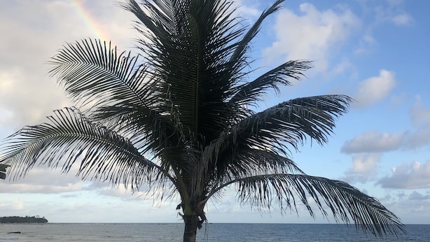 Una palmera en una zona costera con una barandilla de metal y vistas al mar.