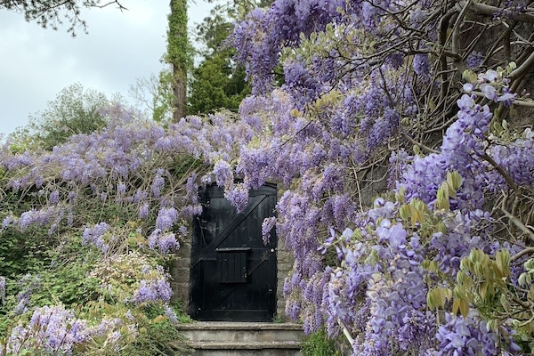 Wisteria in April above the entrance steps to the house