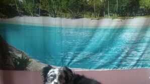 A dog sitting on a textured surface with a mural of a beach and trees in the background. - Monthly deals ,  #4  at Beach Mirage Suites  (Brook Park)