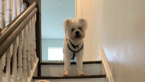 Twee honden op een trap met witte balustrades en donkere treden.