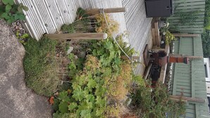 Un espace jardin agrémenté de diverses plantes et délimité par une clôture en bois.