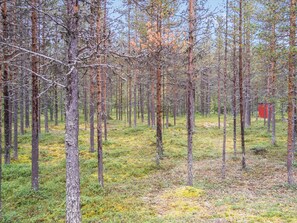 A forest with tall trees and a red structure in the background.