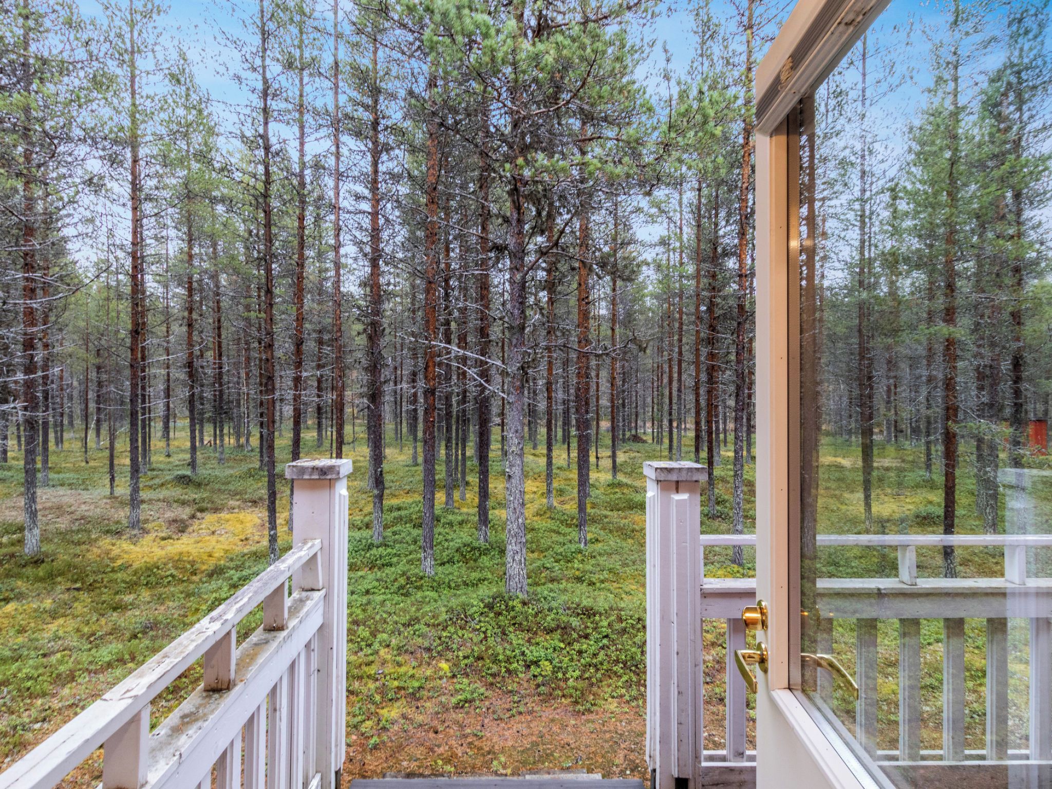 Un pontile di legno che conduce a una zona boschiva con alti pini.