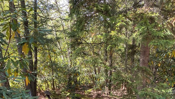 A forested area with a stone bridge, a small stream, and a paved path. - charming chalet in the Lake Naomi community (Pocono Pines)
