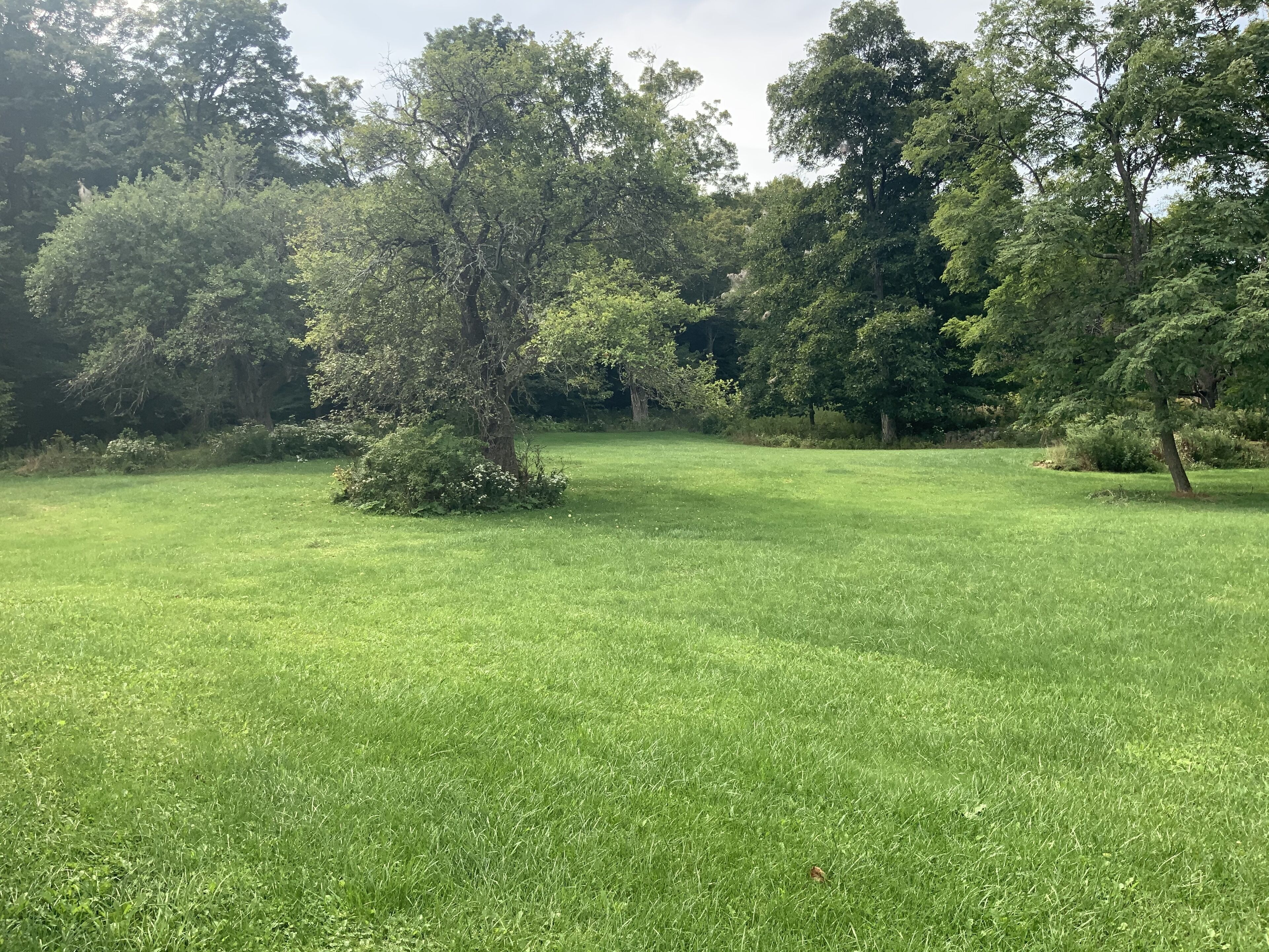 A grassy field with trees and a small bush.